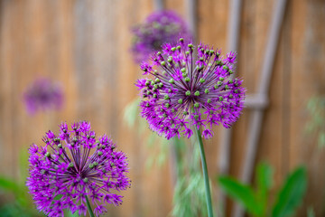 Purple Pincushion Flower 2