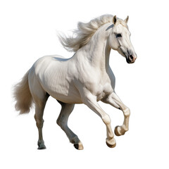 Obraz na płótnie Canvas A Majestic Horse Galloping Freely in an Open Field.. Isolated on a Transparent Background. Cutout PNG.