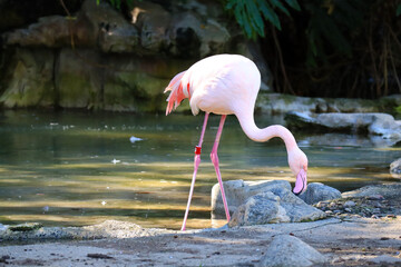 Flamingo (Flamingoes) is a type of wading bird in the family Phoenicopteridae