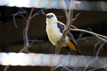 White-Headed Buffalo Weaver (Dinemellia dinemelli), is a species of passerine bird in the family Ploceidae native to East Africa