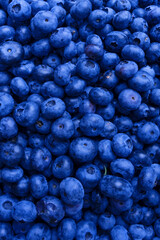 Fresh blueberry background. Texture blueberry berries close up.