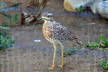 Spotted Thick Knee (Burhinus capensis), is a wader in the family Burhinidae. It is native to tropical regions of central and southern Africa