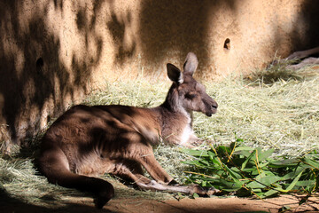 Western Gray Kangaroo (Macropus fuliginosus), found across almost the entire southern part of Australia