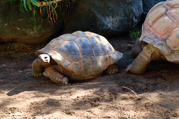 Fototapeta premium Aldabra Tortoise (Geochelone gigantea), is a species of tortoise in the family Testudinidae from the islands of the Aldabra Atoll in the Seychelles, is one of the largest tortoises in the world