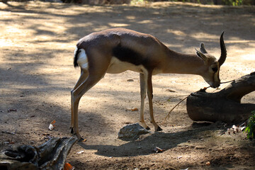Speke's Gazelle (Gazella spekei), is the smallest of the gazelle species. It is confined to the...