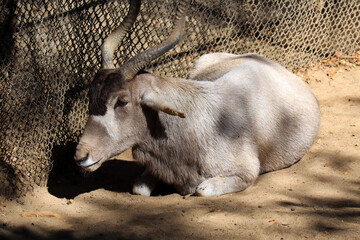 Addax (Addax nasomaculatus), also known as the screwhorn antelope, is an antelope native to the Sahara Desert