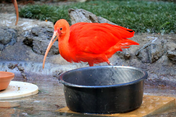 Scarlet Ibis (Eudocimus ruber), is a species of ibis in the bird family Threskiornithidae. It inhabits tropical South America and part of the Caribbean