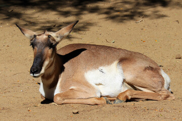Peninsular Pronghorn (Antilocarpra americana peninsularis), is a species of artiodactyl mammal indigenous