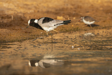 Blacksmith lapwing, blacksmith plover - Vanellus armatus wading in water with reflection. Plover in...
