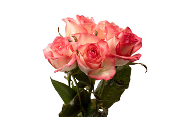 Pink and white  beautiful rose isolated on a white background.
