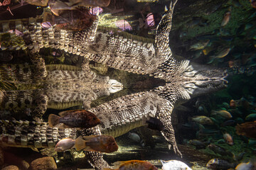 Gran Canaria Crocodile and Fisches in a Aquarium