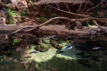 Gran Canaria Crocodile and Fisches in a Aquarium