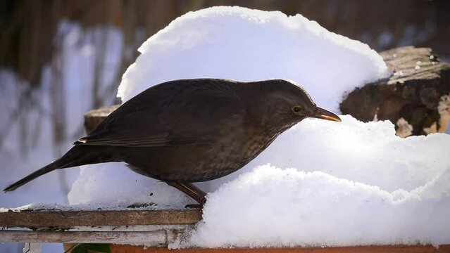 Bird, common female blackbird (turdus merula), eats and shits in snow covered garden, bird feeding in cold winter