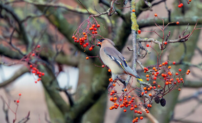 Bohemian Waxwings enjoying on some Rowen Berries when they fly into England from Scandinavian during winter months