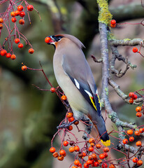 Bohemian Waxwings enjoying on some Rowen Berries when they fly into England from Scandinavian during winter months