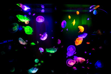 Gran Canaria Colorful Jellyfish in a Aquarium