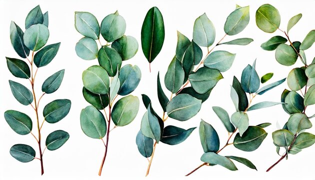 Watercolor Eucalyptus Clipart Set