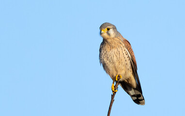 Eurasian Kestrel or the common Kestrel perched on a tree on nice sunny day with blue skies in England