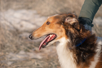 Red dog of the Russian Borzoi breed, greyhound, portrait, profile, close-up, on a gray background.


