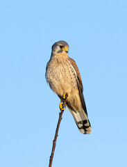Eurasian Kestrel or the common Kestrel perched on a tree on nice sunny day with blue skies in England