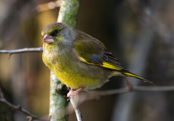A Green finch posing for the camera during a golden light falling on it
