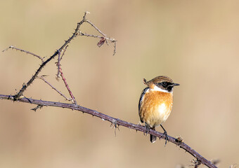 A male European Stonechat perched on a thorny branch 
