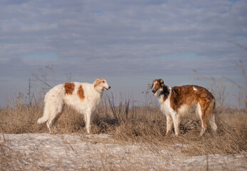 Two dogs of the Russian greyhound breed stand on a winter field. Winter recreation, hunting.