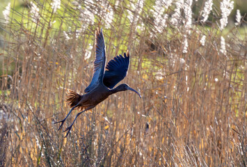 A glossy Ibis in flight in a England nature reserve
