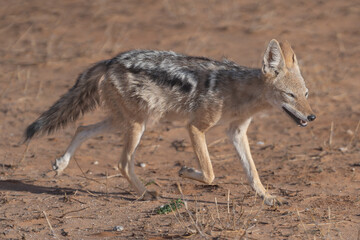 black-backed jackal, silver-backed jackal - Lupulella mesomelas going on ground. Photo from Kgalagadi Transfrontier Park in South Africa. 