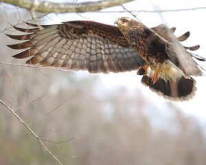 Endangered Species Snail Kite Flying with a Fresh Catch 