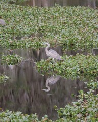 Great Blue Heron Hunting Reflection in Still Waters