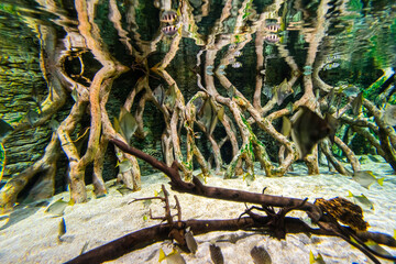 Gran Canaria different fishes and roots in a Aquarium.