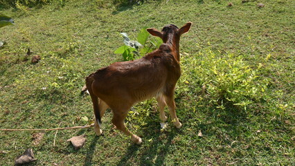 Beautiful calf in green field.  Indian calf in the field. Cute Baby cow. It is a popular pet and domestic animals of india. indian breed cows.