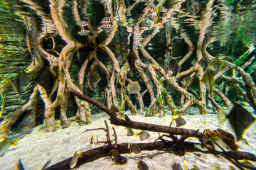 Gran Canaria different fishes and roots in a Aquarium.
