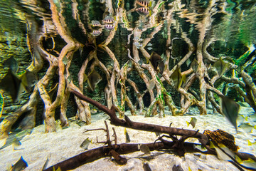 Gran Canaria different fishes and roots in a Aquarium.
