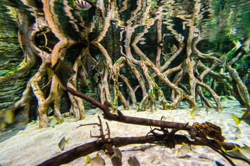 Gran Canaria different fishes and roots in a Aquarium.