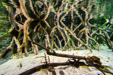 Gran Canaria different fishes and roots in a Aquarium.
