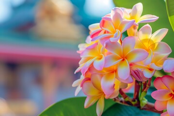 Plumeria branch flowers in multiple colors against a Dewey Buddhist Stupa bokeh background