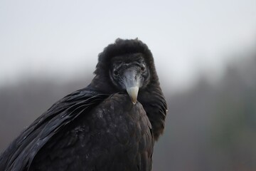 Black Vulture Important Species 