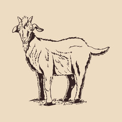 Goat outline vector with hand-drawn style