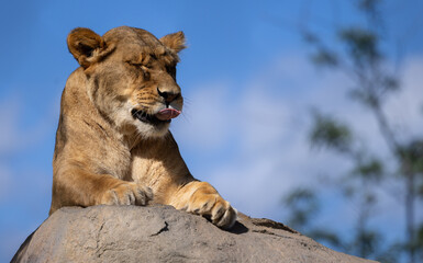 Lionne, lion, solo, sur rocher, tirant la langue,  horizontal