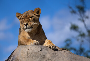 lionne sur rocher, solo, horizontal
