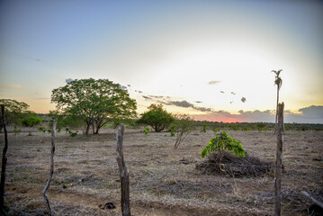 PASTO SECO NO NORDESTE DO BRASIL