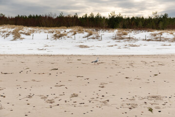 seagull walking on the beach in winter