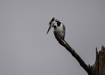 Lesser Pied Kingfisher on a dry tree branch in natural conditions in a national park in Kenya
