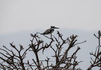 Lesser Pied Kingfisher on a dry tree branch in natural conditions in a national park in Kenya