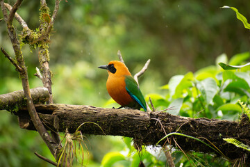 Orange, green and cyan Momoto Canelo Mayor (bird) from the 