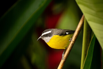 Yellow, black and white little, colorful bird from the 