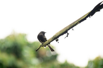 Black, gray and white small bird standing on the top of a branch in a backlit situation with the sky as the background in Mindo, Ecuador
