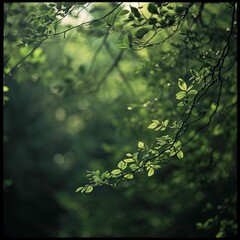 Nature, landscape. Forest, glade, grass, flowers, natural landscape. Photowallpaper.